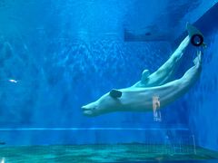 -芜湖新华联大白鲸海洋公园