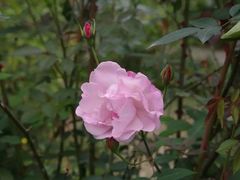 -广西壮族自治区药用植物园