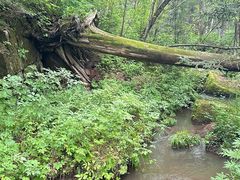 -五营红松林海景区