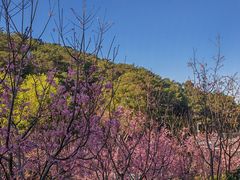 -狐尾山公园