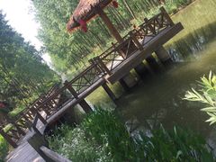 -合肥滨湖国家森林公园