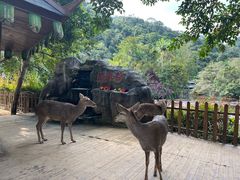 -野象谷景区
