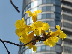 -广州白天鹅宾馆