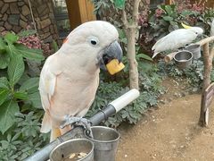 -南宫五洲植物乐园