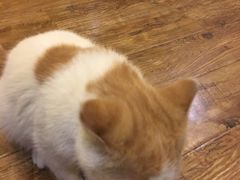 -猫色咖啡·猫咖