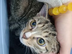 -菲丽丝宠物医院·24小时·猫科中心·免疫点(淮海分院)