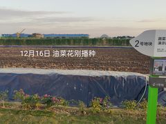 -长洲岛