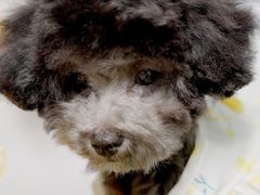 -翊宠yipet猫狗购宠庄园犬舍•猫舍