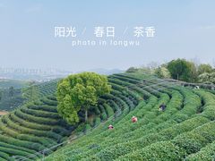 -龙坞茶村