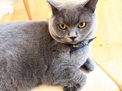 -猫咪派对(江南西店)