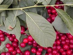 -樱桃山旅游景区