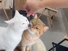 -Heymao猫咖.咖啡厅(东门店)