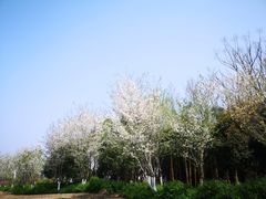 -径山花海