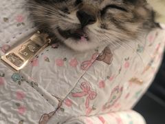 -米苏动物医院·犬猫专科·骨科外科内窥镜