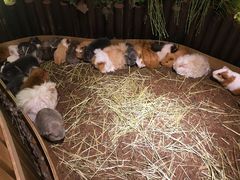 -藦茜花园宠物主题亲子互动体验馆(国顺东路店)