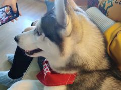 -Husky Go! 哈士奇体验馆·宠物咖啡厅狗咖