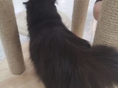 -喵园·猫主题咖啡厅·撸猫·猫咖(国贸店)