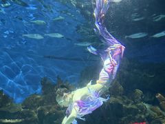 -海合安武汉极地海洋公园