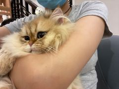 -钦宠·猫咪售卖·洗护·寄养(东圃旗舰店)