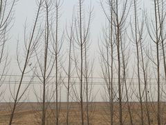 -白洋淀景区