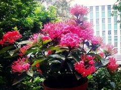 -香港大学