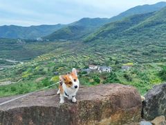 -萌宠之家·腊肠犬·马尔泰·小体犬舍