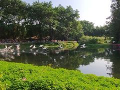 -广州长隆飞鸟乐园