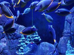 -成都浩海立方海洋公园