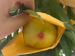 -老袁家蜜桃农场·阳山水蜜桃