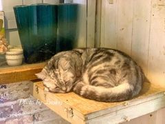 -猫咪博物馆(顶澳仔猫街店)