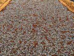 景点-尼甘布海鲜市场