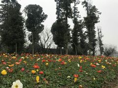 -秀丽东方