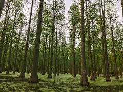 -渌洋湖湿地公园