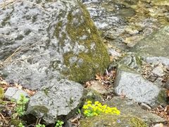 -香炉山国家森林公园