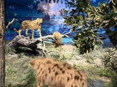 -国家自然博物馆