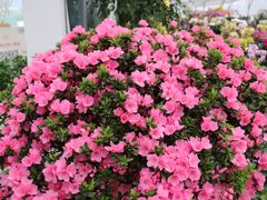 -三圣花乡旅游区