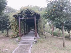 -鹅湖玫瑰文化园