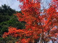 -庐山风景区花径公园