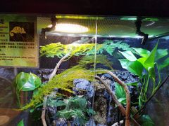 -上海大自然野生昆虫馆(东方明珠·爬宠昆虫探索中心)