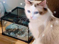 -啵啵喵·猫咖(攀华国际店)