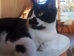 -猫的茶·猫咖