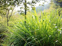 -西湖风景区-江洋畈生态公园