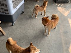 -柴犬高等学院·狗咖·柴犬售卖·宠物训练
