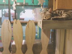 -猫咪博物馆(顶澳仔猫街店)