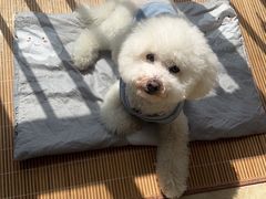 -瑞鹏宠物医院·超声·骨科·奇麟分院(蜀都万达店)