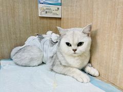 -北京观赏动物医院·24小时大型综合·猫专科·异宠专科