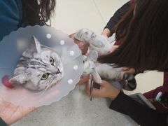 -美联众合动物医院·24h京西诊疗中心