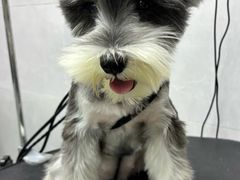 -翊宠yipet猫狗购宠庄园犬舍•猫舍