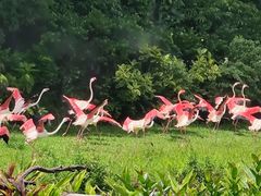 -广州长隆飞鸟乐园