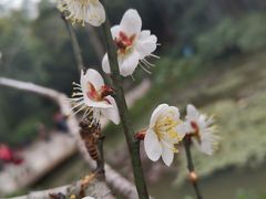 -广州市白云山风景名胜区